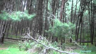preview picture of video 'Kodaikanal - Pine Forest'