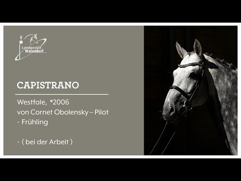 Capistrano bei der Arbeit , Zweiter im S , Lippborg   Unterberg Juli 2019