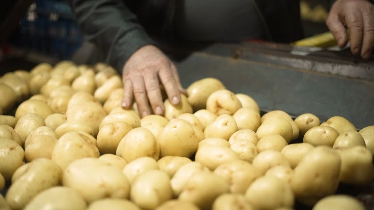 Agro Saúde e Cooperação - Produção de Batatas em SC