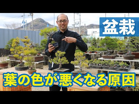 冬に茶色になるトゥジャの原因と解決策は何ですか?