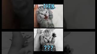 Download lagu Famous Cats memes(Then vs Now) #meme #memes #nostalgia #catmemes mp3