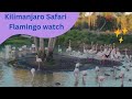 Kilimanjaro Safari Flamingo Watch Animal Kingdom Walt Disney World AllinoneAtharva