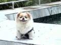 My Little Darling Neoneo