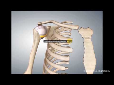 Aufbau Schultergelenk