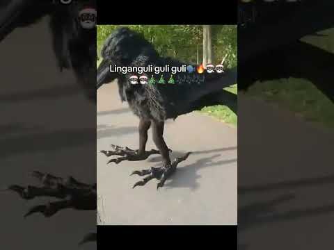 Linggang guli guli gwacha ling gang goo #youtubeshorts #viralvideo #viral #brainrot