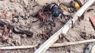 preview picture of video 'The amazing Battle of Ants'