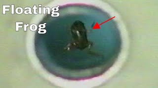 Metal Grabbers Can Make Animals Float (Simple Words Episode 2)