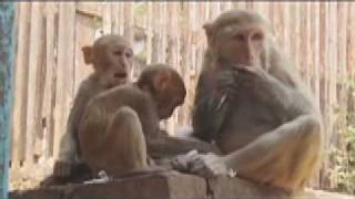 preview picture of video 'Bagan monkey temple, Myanmar (Burma)'