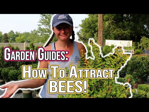 How To Attract BEES To Your Garden or Yard! - Garden Guides