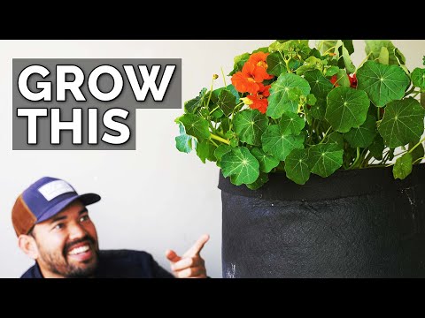 YouTube video about: Can rabbits eat nasturtiums?