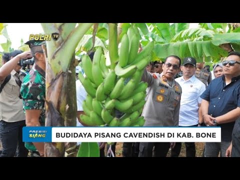 KAPOLDA SULSEL TINJAU BUDIDAYA PISANG CAVENDISH DI KAB BONE