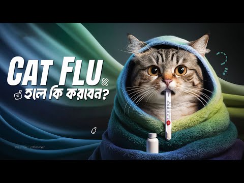 বিড়ালের ক্যাট ফ্লু হলে কি করবেন? | What to Do If Your Cat Has Cat Flu? | Cat Health Tips