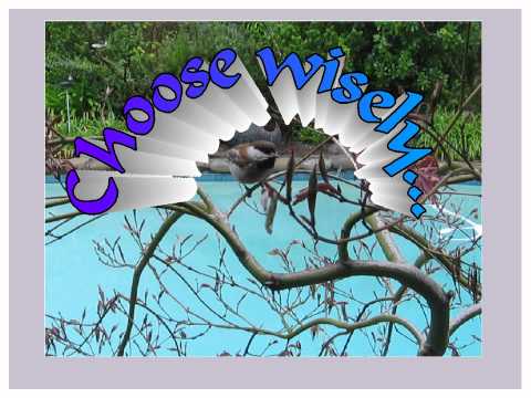 Misperceiving: Little chickadee...it's only a reflection