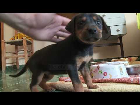 Fiks Fare Highlights, 04/10/2016 - Pjesa 1