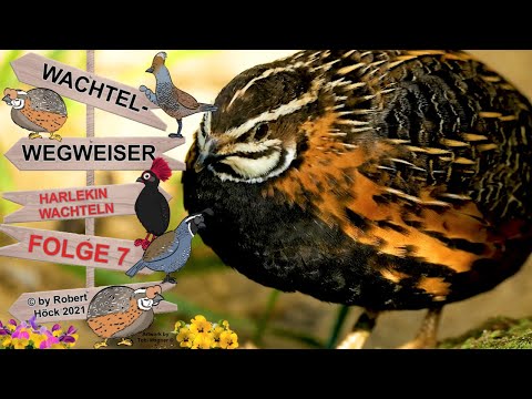 , title : 'Die Harlekinwachtel: Haltung, Fütterung, Freigehege bepflanzen, Verhaltensweise WACHTEL WEGWEISER E7'