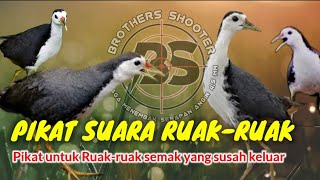 Download lagu PIKAT RUAK-RUAK ðī Pikat untuk Ruak semak yang susah keluar mp3 Download lagu PIKAT RUAK-RUAK ðī Pikat untuk Ruak semak yang susah keluar mp3