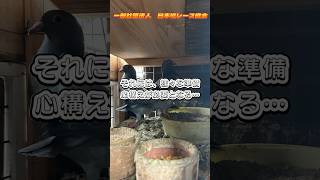 「ハトの師匠は85才！」（承編）　近日配信！