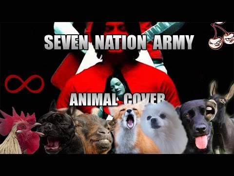 Animales cantando Seven Nation Army de The White Stripes hqdefault - Animales cantando Seven Nation Army de The White Stripes