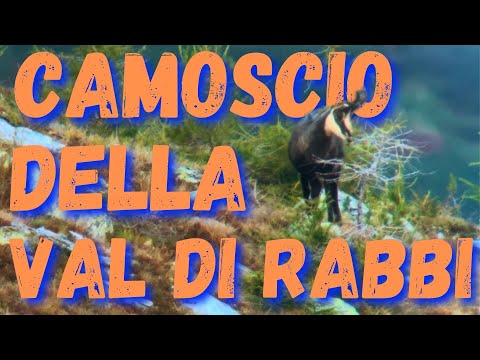 The Trentino chamois in the Stelvio National Park in Val di Rabbi