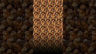 Happy Groundhog Day! Can you see this Stereogram?  #stereogram