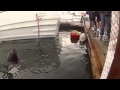 Sea Lion Barks At Dog