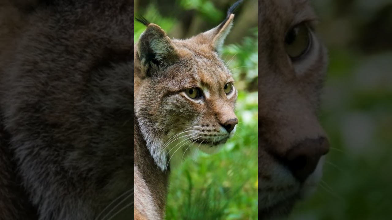 NO a las leyes que debilitan la protección de la naturaleza