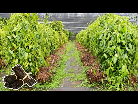 THE PROCESS OF VANILLA FARMING IN MADAGASCAR - THE BIGGEST PRODUCTION COUNTRY