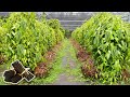 THE PROCESS OF VANILLA FARMING IN MADAGASCAR THE BIGGEST PRODUCTION COUNTRY