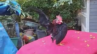 Division 3 Ayam Male #1