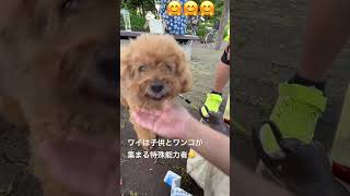 Q&A    #superbeaver #犬のいる暮らし #お散歩 #トイプードル #dog