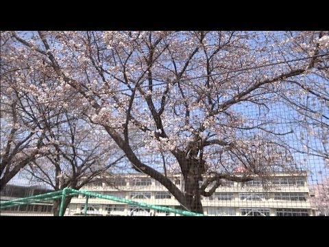 鹿沼市東小学校の桜