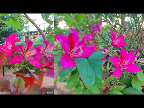 , title : 'National Flower Of Hongkong In Our Garden | മജന്ത  മന്ദാര പൂക്കൾ | Bauhinia flower | Pink Kanchan'