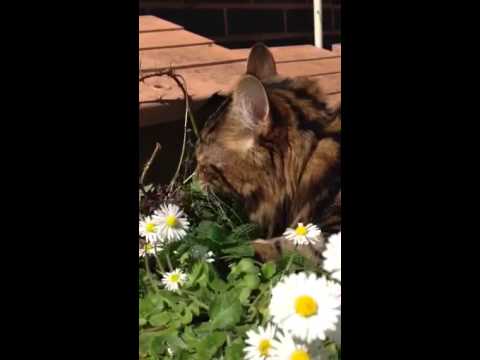 Cat eating mint plant