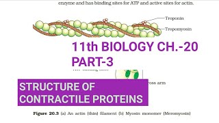 Class 11 Biology|Ch.-20 |Part-3||Structure of contractile proteins||Study with Farru