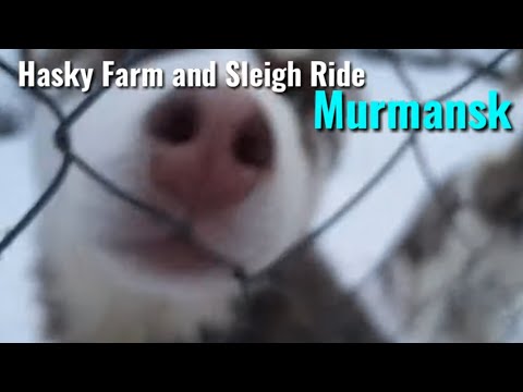 Hasky Farm and Sleigh Ride in Murmansk Polar night