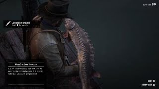 Red Dead Redemption 2 How to catch a big fish