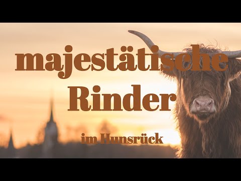 Mein Weg zum perfekten Tierporträt | Tier und Naturfotografie im Hunsrück