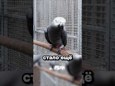 Мое тотемное животное