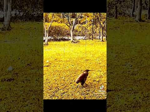 鳥帶財