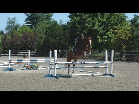 Floraya ISF Schooling the Outdoor at Iron Spring Farm, Summer 2015 - SOLD!