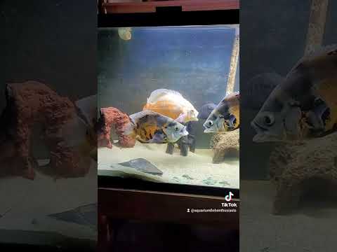 Pairing up Oscar fish, UGH! #shorts #fyp #foryou #fishtok