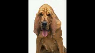 The Bloodhound Gang - A Lap Dance Is So Much Better When The Stripper Is Crying