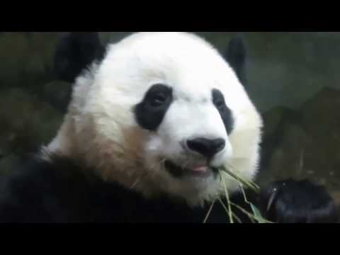 Bei Bei rolling the ball to get biscuits  & chewing bamboo leaves