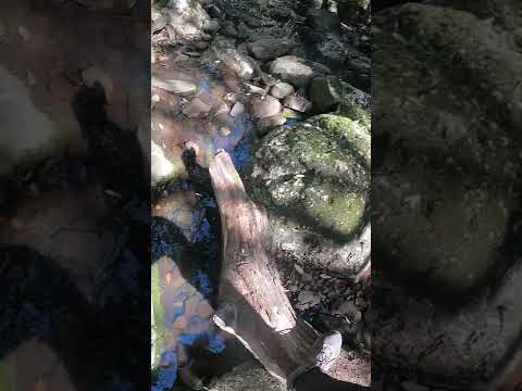 Trekking La Yibuza (parte 24) (Cuchilla de Laureles)