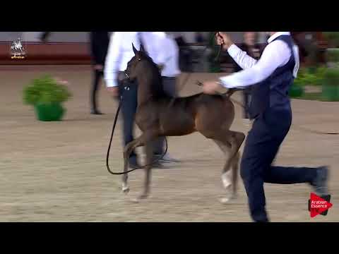 N.94 AFRODITE MCA - Italian Nationals 2018 - Futurity Fillies (Class 13)