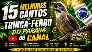 🚨 Imperdível! 15 Cantos de Trinca-Ferro do Paraná