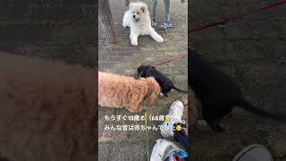Forever Young   #fujiikaze #犬のいる暮らし #お散歩 #トイプードル #仔犬