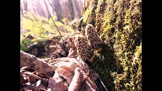 Morel Mushrooms Grow Under Ash Trees! Find Out Why!