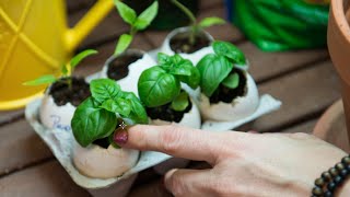 How to Start Seeds Indoors in Egg Shells for Spring Planting!