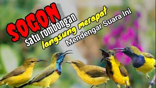 Download lagu Suara Pikat Sogon Kombinasi Crecetan Burung Kolibri Ninja(konin) mp3